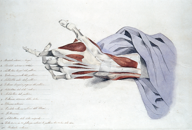 033-11 studio anatomico